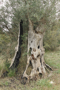 paura-il-libro + - + 4